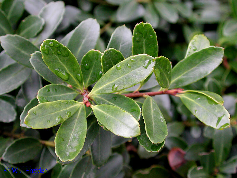 راج ، box-leaved holly
